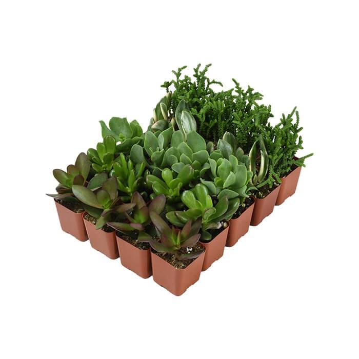 Tation Ullamcorpe